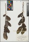 Foto von Salix pseudomedemii E. L. Wolf